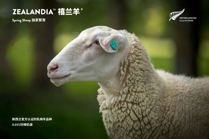 Spring Sheepdȫd׃̷^(gu)ע@GCBME05.jpg